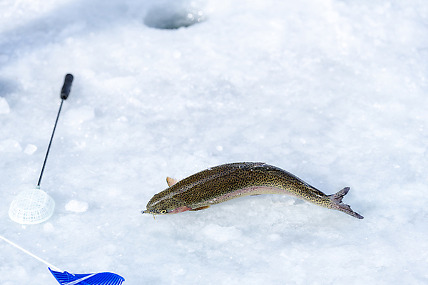 포토 JPG 주간 겨울 이벤트 사람없음 야외 얼음 축제 강원도 빙판 얼음낚시 송어 송어축제 지역축제 국내포토 자연요소 계절 낚시 한국 어류 파일형식