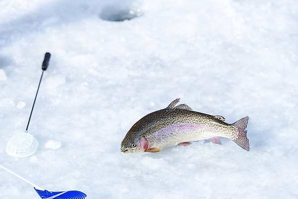 포토 JPG 주간 겨울 이벤트 사람없음 야외 얼음 축제 강원도 빙판 얼음낚시 송어 송어축제 지역축제 국내포토 자연요소 계절 낚시 한국 어류 파일형식