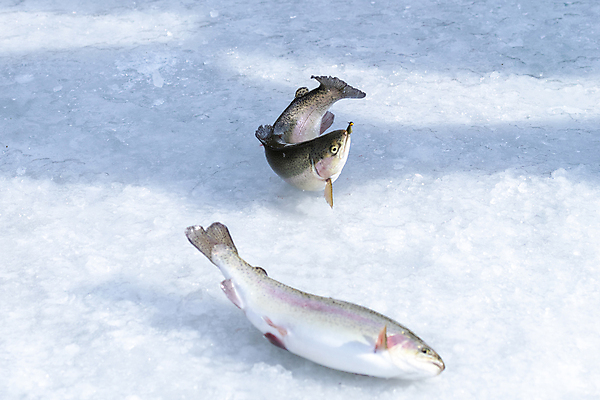 포토 JPG 주간 겨울 모션 이벤트 사람없음 야외 얼음 축제 신선 강원도 빙판 얼음낚시 송어 송어축제 지역축제 국내포토 자연요소 계절 낚시 한국 어류 파일형식