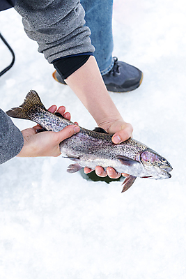 포토 JPG 주간 손 겨울 발 들기 앉기 이벤트 야외 신체부위 얼음 축제 잡기 구멍 강원도 빙판 얼음낚시 송어 송어축제 지역축제 국내포토 자연요소 계절 모션 낚시 한국 어류 사람 파일형식