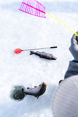 포토 JPG 주간 손 겨울 들기 이벤트 야외 신체부위 얼음 축제 구멍 낚싯대 강원도 빙판 얼음낚시 송어 송어축제 지역축제 국내포토 자연요소 계절 모션 낚시 한국 어류 사람 낚시용품 파일형식