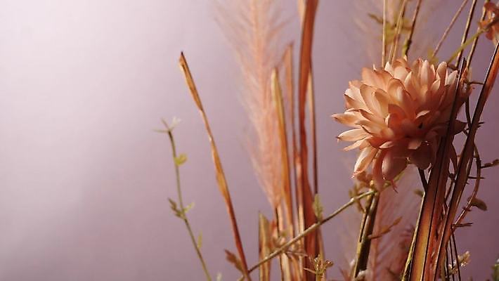 백그라운드 바람 근접촬영 사람없음 흔들림 조화 비디오 4K MP4 MOV 국내동영상 클립영상 자연요소 뷰포인트 모션 날씨 동영상 파일형식