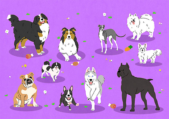 스티커 여러마리 일러스트 서기 앉기 사람없음 달리기 귀여움 개 테리어 시베리안허스키 불독 재퍼니스친 버니즈마운틴독 보스턴테리어 셔틀랜드쉽독 화이트테리어 그레이하운드 스피츠 카네코르소 국내일러스트 AI파일 다수 컨셉 포유류 모션 하운드 파일형식 벡터