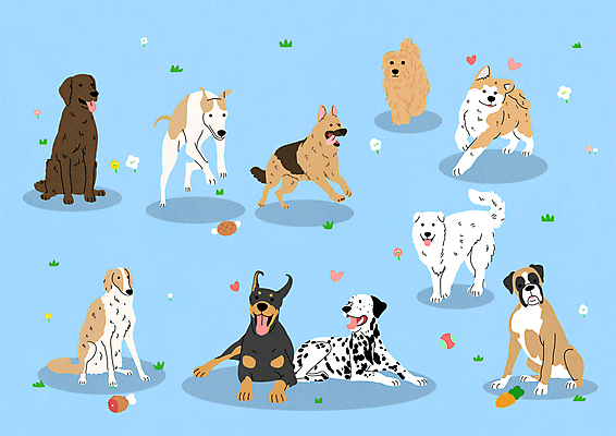 스티커 여러마리 일러스트 서기 앉기 사람없음 눕기 걷기 귀여움 점프 리트리버 강아지 테리어 보르조이 그레이트피레니즈 달마시안 셰퍼드 휘핏 도베르만핀셔 아키타견 노퍽테리어 국내일러스트 AI파일 복서견 다수 컨셉 모션 반려동물 개 파일형식 벡터 핀셔