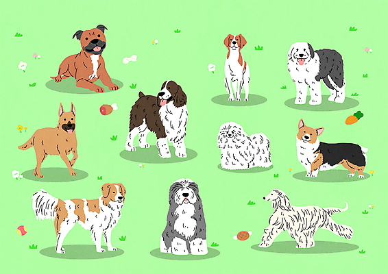 스티커 여러마리 일러스트 서기 앉기 사람없음 걷기 귀여움 스패니얼 개 테리어 콜리 아프간하운드 볼로네즈 셰퍼드 쉽독 올드잉글리쉬쉽독 웰시코기 국내일러스트 AI파일 다수 컨셉 포유류 모션 하운드 파일형식 벡터