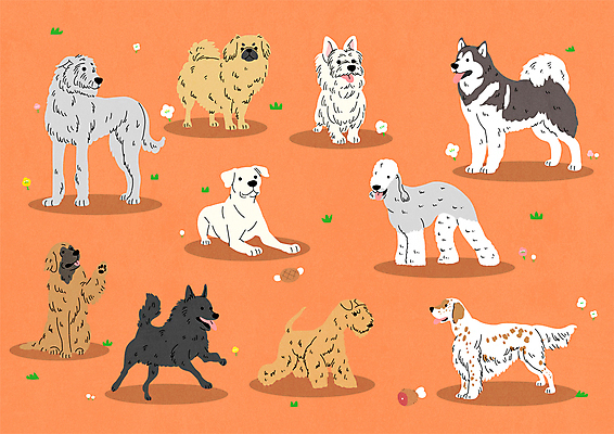 스티커 여러마리 일러스트 서기 앉기 사람없음 귀여움 스패니얼 개 테리어 하운드 알래스칸말라뮤트 스키퍼키 도고아르헨티노 레이크랜드테리어 노리치테리어 국내일러스트 AI파일 다수 컨셉 포유류 모션 파일형식 벡터