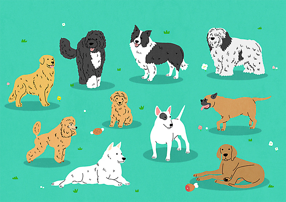 스티커 여러마리 일러스트 서기 앉기 사람없음 귀여움 개 골든리트리버 푸들 불테리어 보더콜리 진돗개 마스티프 쉽독 스탠다드푸들 토이푸들 비즐라 국내일러스트 AI파일 다수 컨셉 포유류 모션 리트리버 테리어 콜리 파일형식 벡터