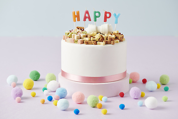 포토 JPG 스튜디오촬영 사람없음 케이크 생일 먹이 오브젝트 애견간식 영양_영양소 펫푸드 국내포토 기념일 디저트 실내 애견용품 영양소 파일형식