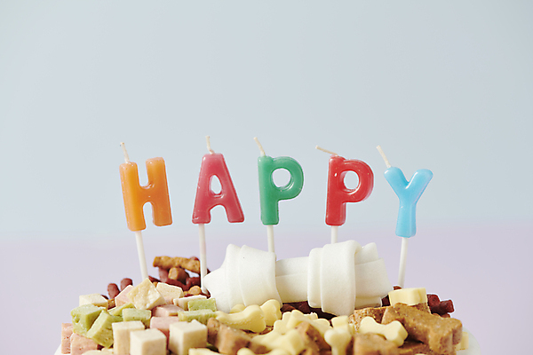 포토 JPG 스튜디오촬영 초 근접촬영 사람없음 케이크 생일 먹이 오브젝트 애견간식 영양_영양소 펫푸드 국내포토 기념일 뷰포인트 디저트 실내 애견용품 영양소 파일형식