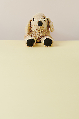 포토 JPG 스튜디오촬영 반려견 백그라운드 사람없음 오브젝트 강아지인형 카피스페이스 국내포토 인형 실내 반려동물 공백 개 파일형식