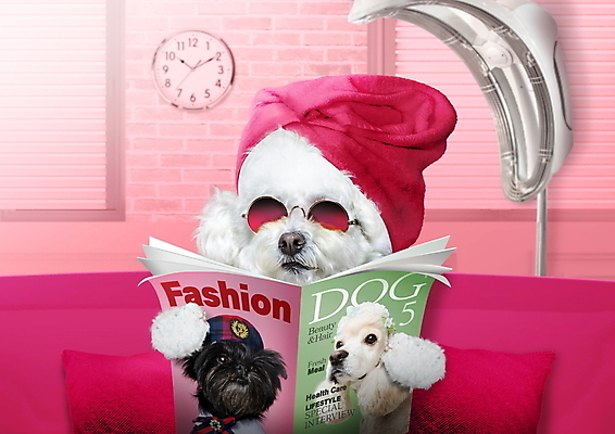 PSD 편집이미지 반려견 분홍색 들기 타이포그라피 사람없음 수건 선글라스 코커스패니얼 강아지 잡지 미용실 애견미용 비숑프리제 아펜핀셔 이미지편집 문자 안경 컬러 모션 간행물 반려동물 위생용품 뷰티 스패니얼 개 뷰티샵 파일형식 핀셔