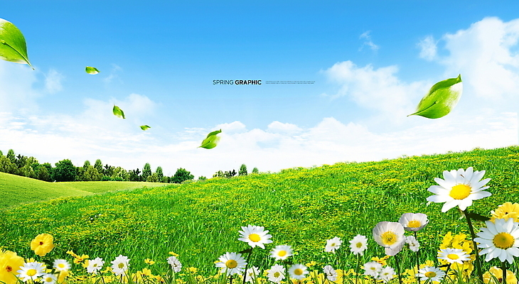 PSD 편집이미지 백그라운드 봄꽃 하늘 나뭇잎 풍경 초원 사람없음 봄 데이지 이미지편집 계절 꽃 잎 파일형식