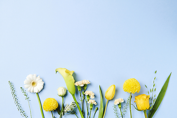 포토 JPG 스튜디오촬영 백그라운드 사람없음 파란색 하이앵글 장미 노란색 유행 카네이션 카라 거베라 트렌드컬러 국내포토 꽃 뷰포인트 컬러 실내 파일형식