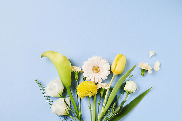 포토 JPG 스튜디오촬영 백그라운드 사람없음 파란색 하이앵글 장미 노란색 유행 카네이션 카라 거베라 트렌드컬러 국내포토 꽃 뷰포인트 컬러 실내 파일형식