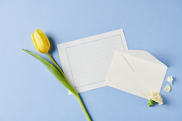 포토 JPG 스튜디오촬영 백그라운드 사람없음 파란색 하이앵글 노란색 유행 튤립 편지지 트렌드컬러 국내포토 꽃 뷰포인트 컬러 실내 편지 파일형식