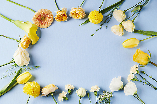 포토 JPG 스튜디오촬영 백그라운드 프레임 사람없음 파란색 하이앵글 장미 노란색 유행 카네이션 카라 거베라 카피스페이스 트렌드컬러 국내포토 꽃 뷰포인트 컬러 실내 공백 파일형식