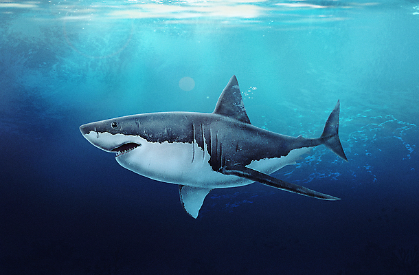 PSD 한마리 바다 일러스트 사람없음 파란색 바닷속 수중 상어 백상어 국내일러스트 1 컬러 어류 파일형식