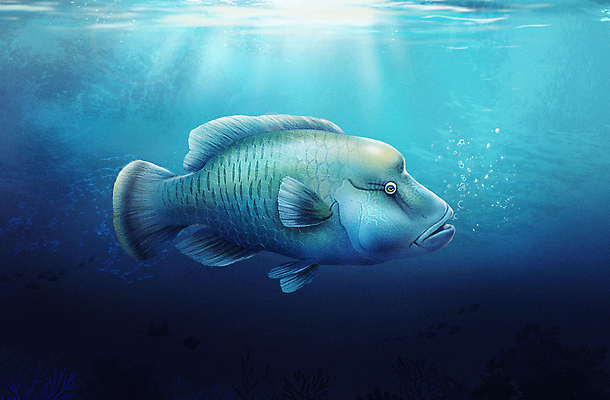 PSD 한마리 바다 일러스트 사람없음 파란색 바닷속 수중 수중동물 나폴레옹피쉬 국내일러스트 동물 1 컬러 어류 파일형식