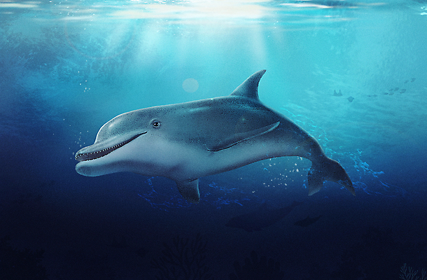 PSD 한마리 바다 일러스트 사람없음 파란색 바닷속 수중 돌고래 국내일러스트 1 컬러 포유류 수중동물 파일형식