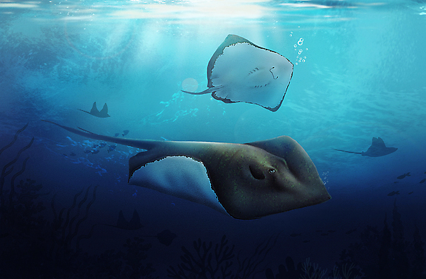 PSD 바다 두마리 일러스트 사람없음 파란색 바닷속 수중 수중동물 가오리 국내일러스트 동물 컬러 2 어류 파일형식