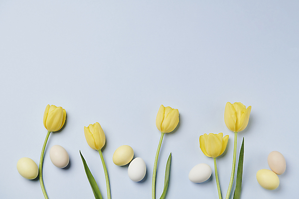 포토 JPG 스튜디오촬영 기독교 사람없음 튤립 부활절계란 카피스페이스 국내포토 꽃 종교 부활절 실내 계란 공백 파일형식