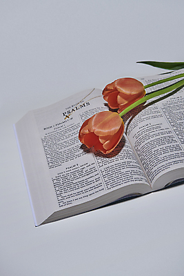 포토 JPG 스튜디오촬영 기독교 부활절 사람없음 성경 회색 튤립 국내포토 기념일 꽃 종교 컬러 종교용품 실내 파일형식