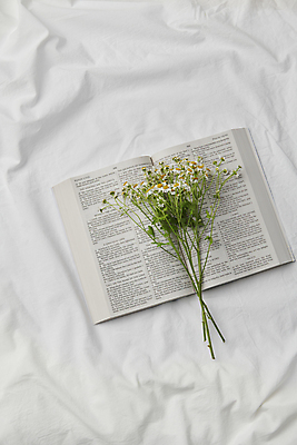 포토 JPG 스튜디오촬영 꽃 기독교 부활절 사람없음 성경 흰색 국내포토 식물 기념일 종교 컬러 종교용품 실내 파일형식