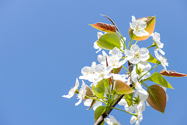 포토 JPG 주간 자연 하늘 풍경 사람없음 야외 봄 배꽃 배나무 국내포토 자연요소 나무 계절 꽃 생태계 파일형식