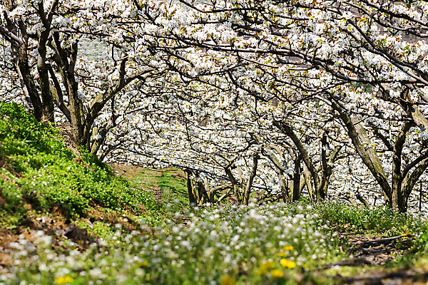 포토 JPG 주간 밭 자연 풍경 사람없음 야외 봄 들꽃 소프트포커스 과수원 배꽃 배나무 국내포토 자연요소 나무 계절 꽃 농업 촬영기법 생태계 파일형식