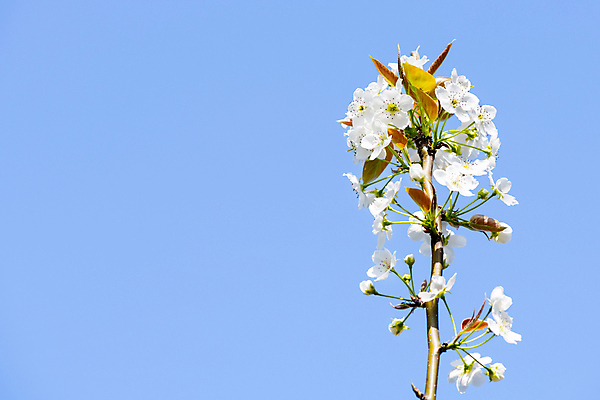 포토 JPG 주간 자연 하늘 풍경 사람없음 야외 봄 배꽃 배나무 국내포토 자연요소 나무 계절 꽃 생태계 파일형식
