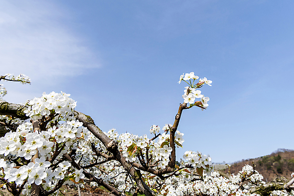 포토 JPG 주간 자연 하늘 풍경 사람없음 야외 봄 배꽃 배나무 국내포토 자연요소 나무 계절 꽃 생태계 파일형식
