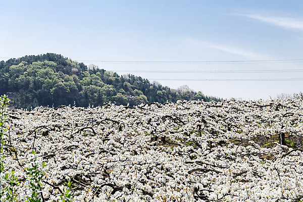 포토 JPG 주간 밭 자연 하늘 풍경 사람없음 야외 봄 과수원 배꽃 배나무 국내포토 자연요소 나무 계절 꽃 농업 생태계 파일형식