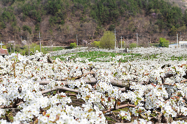 포토 JPG 주간 밭 자연 풍경 사람없음 야외 봄 과수원 배꽃 배나무 국내포토 자연요소 나무 계절 꽃 농업 생태계 파일형식