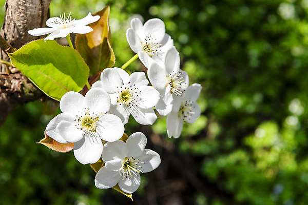 포토 JPG 주간 자연 풍경 근접촬영 사람없음 야외 아웃포커스 봄 배꽃 배나무 국내포토 자연요소 나무 계절 꽃 뷰포인트 촬영기법 생태계 파일형식