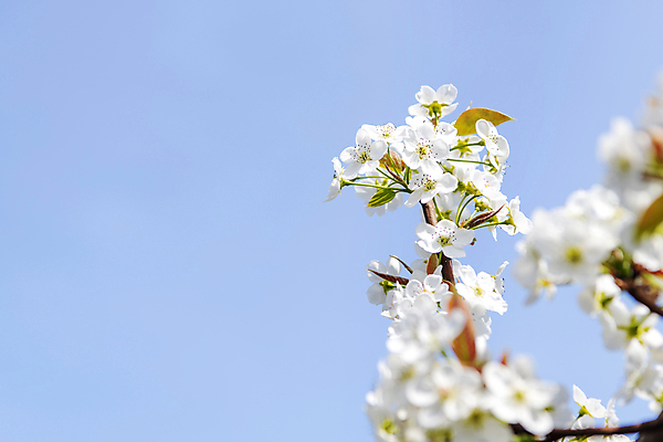 포토 JPG 주간 자연 하늘 풍경 사람없음 야외 봄 소프트포커스 배꽃 배나무 국내포토 자연요소 나무 계절 꽃 촬영기법 생태계 파일형식