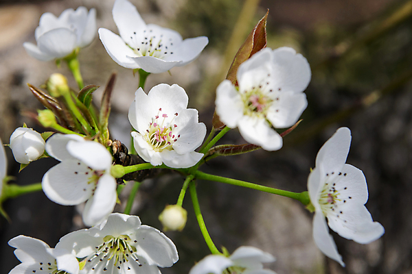 포토 JPG 주간 자연 풍경 근접촬영 사람없음 야외 아웃포커스 봄 배꽃 배나무 국내포토 자연요소 나무 계절 꽃 뷰포인트 촬영기법 생태계 파일형식