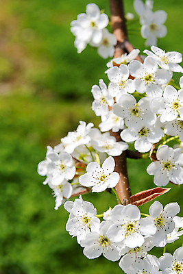 포토 JPG 주간 자연 풍경 사람없음 야외 아웃포커스 봄 배꽃 배나무 국내포토 자연요소 나무 계절 꽃 촬영기법 생태계 파일형식