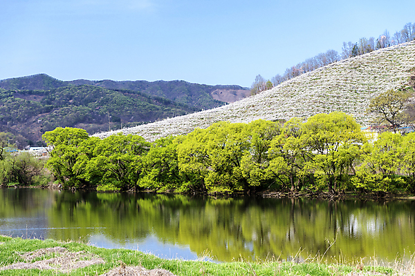 포토 JPG 주간 나무 밭 자연 풍경 사람없음 야외 강 반사 봄 과수원 배꽃 배나무 국내포토 자연요소 식물 계절 꽃 농업 생태계 파일형식