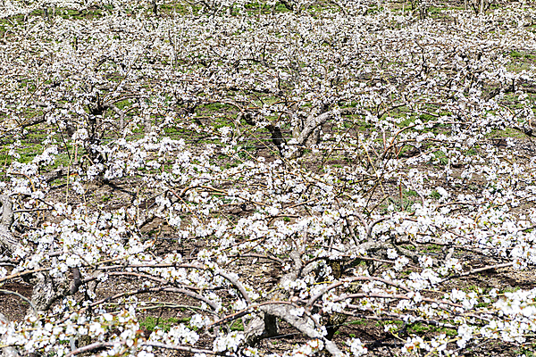 포토 JPG 주간 밭 자연 풍경 사람없음 야외 봄 과수원 배꽃 배나무 국내포토 자연요소 나무 계절 꽃 농업 생태계 파일형식