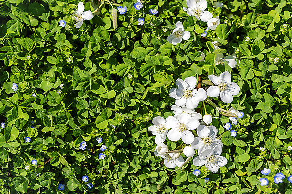 포토 JPG 주간 자연 풍경 초원 사람없음 야외 초록색 봄 배꽃 국내포토 자연요소 계절 꽃 컬러 생태계 파일형식