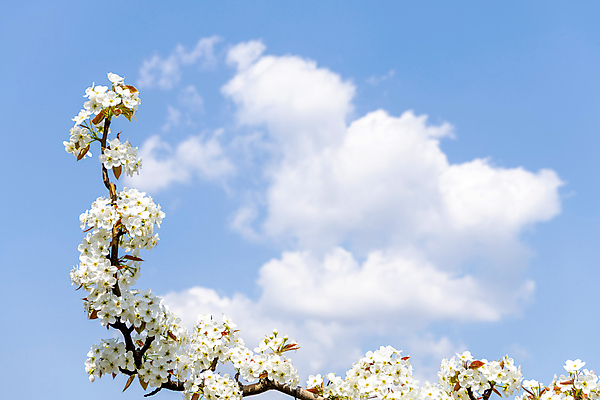 포토 JPG 주간 구름 자연 하늘 풍경 사람없음 야외 봄 배꽃 배나무 국내포토 자연요소 나무 계절 꽃 생태계 파일형식
