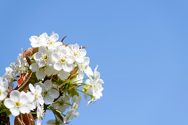 포토 JPG 주간 자연 하늘 풍경 사람없음 야외 봄 배꽃 배나무 국내포토 자연요소 나무 계절 꽃 생태계 파일형식