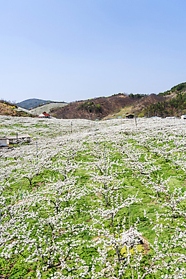 포토 JPG 주간 밭 자연 풍경 사람없음 야외 봄 과수원 배꽃 배나무 국내포토 자연요소 나무 계절 꽃 농업 생태계 파일형식
