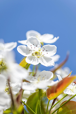 포토 JPG 주간 자연 하늘 풍경 근접촬영 사람없음 야외 아웃포커스 봄 소프트포커스 배꽃 배나무 국내포토 자연요소 나무 계절 꽃 뷰포인트 촬영기법 생태계 파일형식