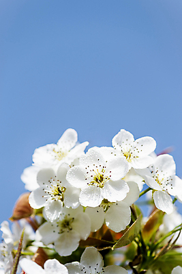 포토 JPG 주간 자연 하늘 풍경 근접촬영 사람없음 야외 봄 배꽃 배나무 국내포토 자연요소 나무 계절 꽃 뷰포인트 생태계 파일형식