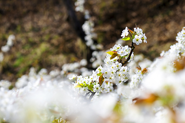 포토 JPG 주간 자연 풍경 사람없음 야외 아웃포커스 봄 소프트포커스 배꽃 배나무 국내포토 자연요소 나무 계절 꽃 촬영기법 생태계 파일형식