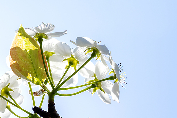 포토 JPG 주간 자연 하늘 풍경 사람없음 야외 봄 배꽃 배나무 국내포토 자연요소 나무 계절 꽃 생태계 파일형식
