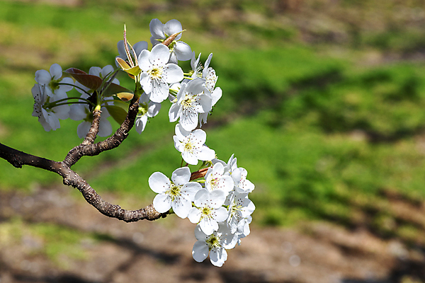 포토 JPG 주간 밭 자연 풍경 사람없음 야외 아웃포커스 봄 과수원 배꽃 배나무 국내포토 자연요소 나무 계절 꽃 농업 촬영기법 생태계 파일형식