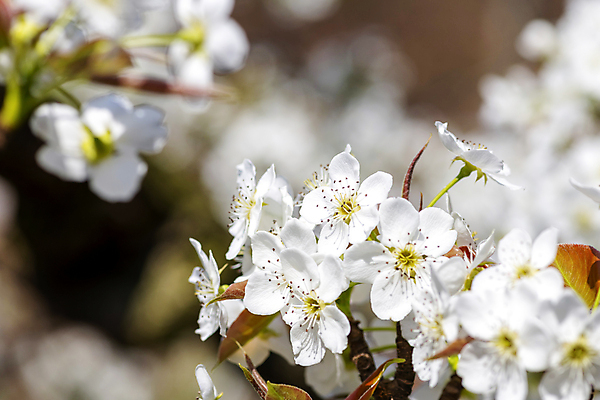 포토 JPG 주간 자연 풍경 사람없음 야외 아웃포커스 봄 배꽃 배나무 국내포토 자연요소 나무 계절 꽃 촬영기법 생태계 파일형식