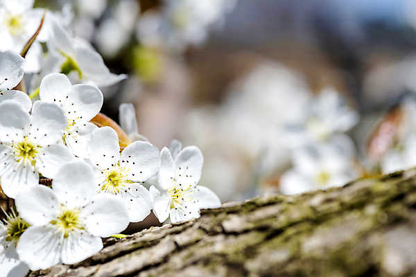 포토 JPG 주간 자연 풍경 근접촬영 사람없음 야외 아웃포커스 봄 배꽃 배나무 국내포토 자연요소 나무 계절 꽃 뷰포인트 촬영기법 생태계 파일형식